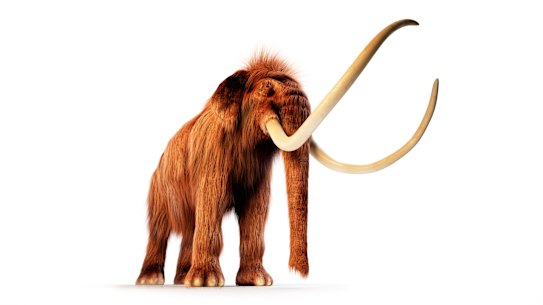 A woolly mammoth. Could its DNA be mixed with that of an Asian elephant to create a mammophant?