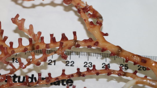 The new species of coral was discovered deep under the water during the 28-day voyage to parts of the Coral Sea.