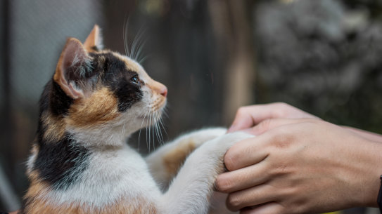 Many former owners are too worn down by a sense of loss to contemplate getting another pet anytime soon.