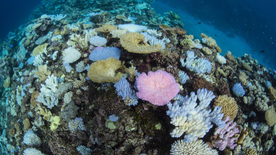 Coral bleaching on the Great Barrier Reef. 