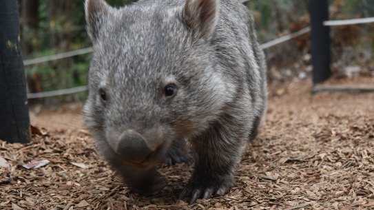 Police are searching for multiple offenders after 10 wombats were discovered killed in Venus Bay.