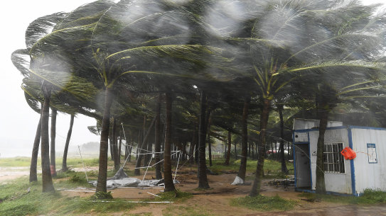 Coconut trees hit by typhoon Yagi along a road in China’s Hainan province. 