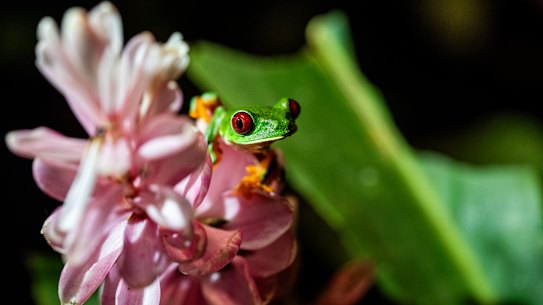 A red-eyed tree frog in Gamboa, Panama.