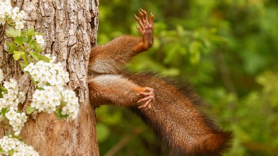 1. OVERALL WINNER AND MAMMAL CATEGORY WINNER Stuck Squirrel