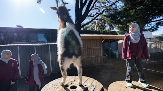 Al Siraat students enjoy the farm area on campus, where they go as part of their studies and for a bit of time out.