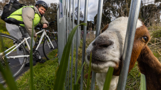 A tribe of goats has landed at Melbourne’s Royal Park. 