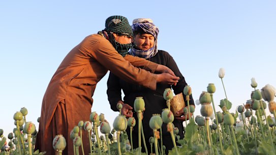 Afghan farmers harvest poppy in Nad Ali district, Helmand province, Afghanistan, on Friday.