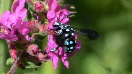 Chequered cuckoo bee in photographer's Ferntree Gully garden