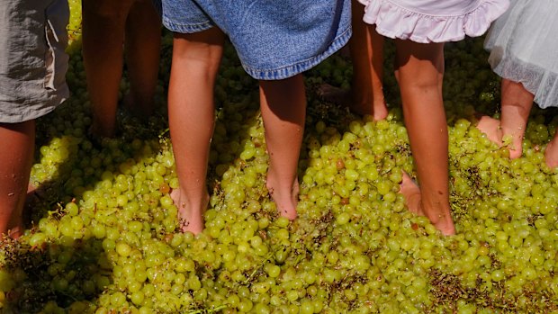 Grape time: Children take part in the Stomping of the Grapes festival at Red Hill.