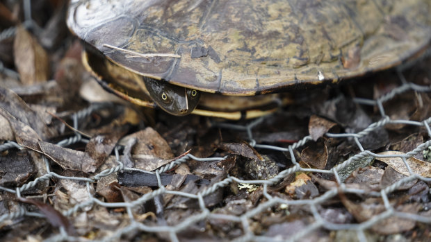 Heroes in a half shell: How Canberra's turtles could help solve the carp problem