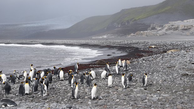 McDonald and Herd Island and some of its inhabitants - a tariff threat to the United States.