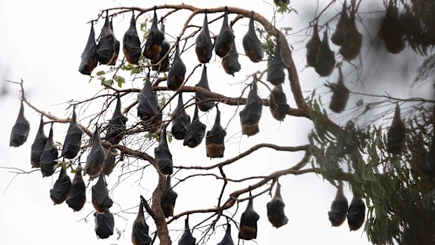 The flying fox colony has set up home along Narellan Creek in Harrington Park.