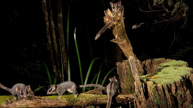 Critically endangered Leadbeater’s possums have been photographed near the private logging operation.