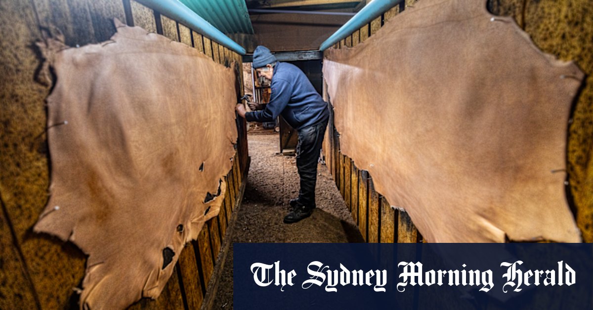 Zebra and giraffe hides? Just another day at this 150-year-old family tannery