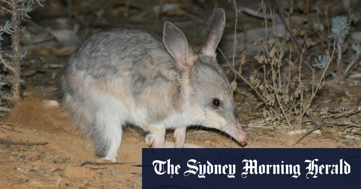 Fenced-off regions to help make greater bilbies great again in NSW - Vimarsana News