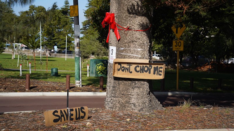 ‘Sacrilege’: Fremantle locals rally to save century-old pines from pedestrian crossing