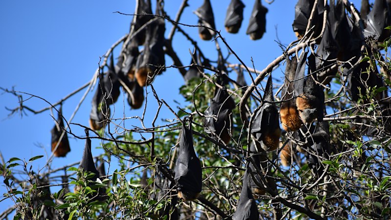 Bat boom sparks backlash as 50,000 flying foxes descend on Sydney suburb