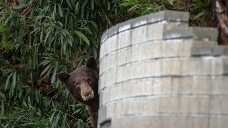 Bears are taking over backyards in LA and residents just need to get used to it