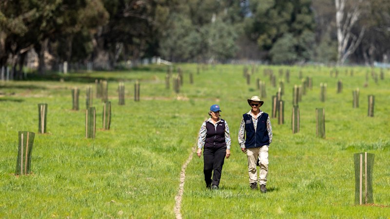 Nagambie Grey Box Trees: Residents Fight Elloura Estate Development...