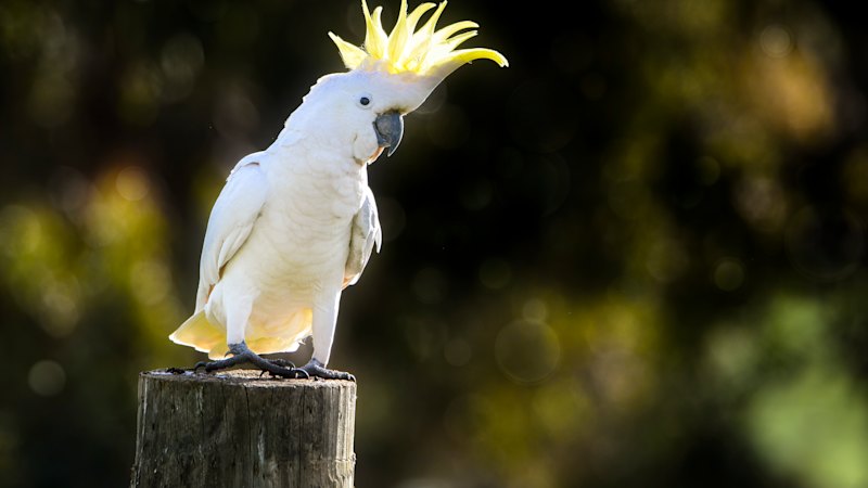 Bird flu response highlights limits of protective measures for native cockatoos