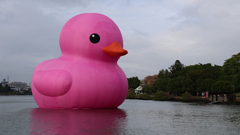What’s that enormous pink duck doing on the Brisbane River?