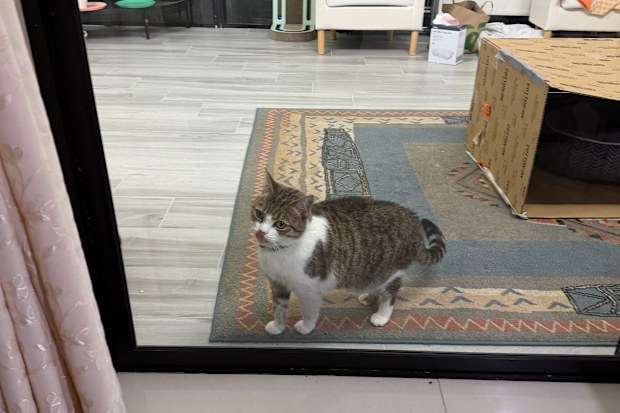 Piku the cat