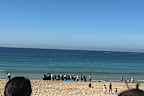 A woman has reportedly been attacked by a shark at Coogee beach.