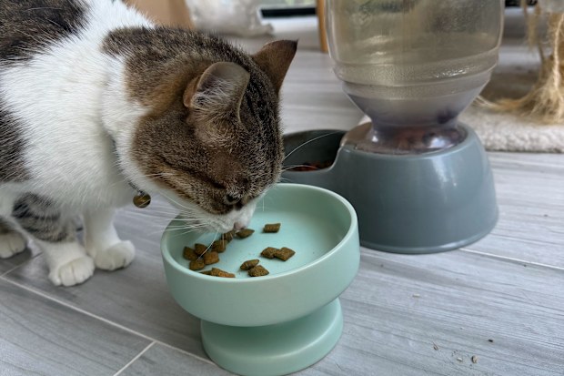 Piku the cat
