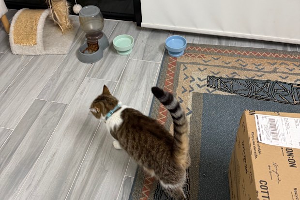 Piku the cat