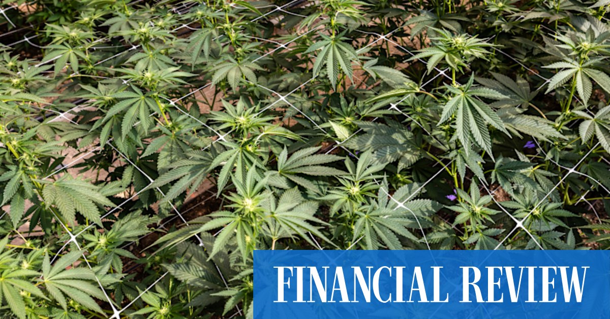 afr.com - Sam Irvine - Landmark study finds cannabis not effective for depression, anxiety