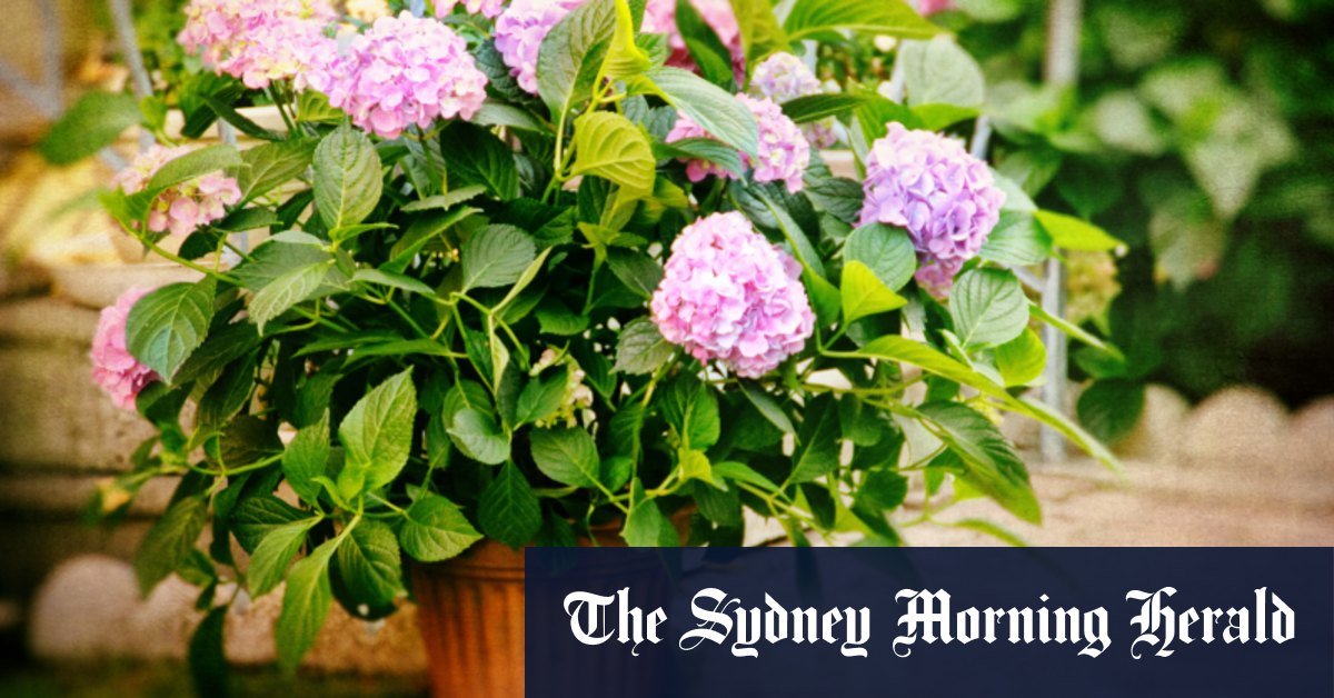 Balcony gardeners, here’s how to grow hydrangeas in a pot