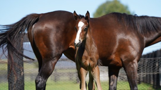 Winx’s Snitzel colt at Coolmore Stud.