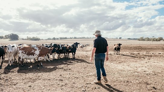 Sheep and beef farmer Bernie Free on his property near Winslow, Victoria where the effects of the drought are being felt.