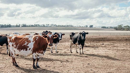 Beef cattle on a farm near Winslow, Victoria.