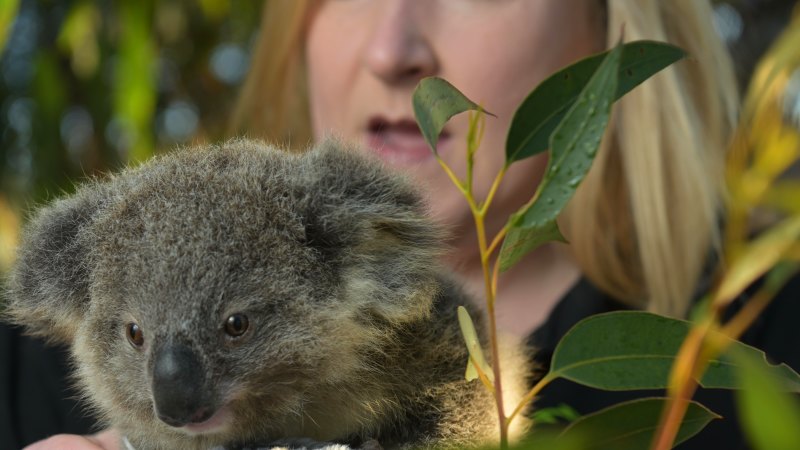 Admin costs soar as wildlife charity yet to spend bushfire money