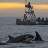 Scientists unravel the big mystery of a beached whale