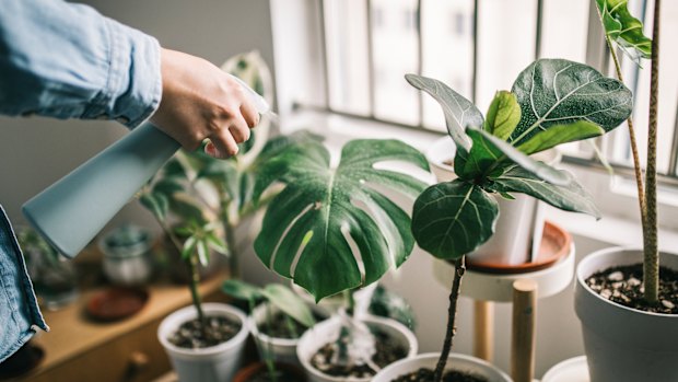 Plant sitters can ensure your Monstera Deliciosa and Fiddle Leaf Fig stay in good health in your absence. 