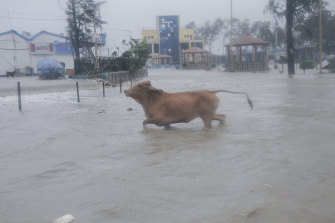 A cow runs through high tide water at the Digha beach on the Bay of Bengal coast as Cyclone Yaas intensifies on Wednesday, May 26.