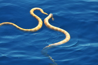 在這張短鼻海蛇在寧格魯求愛的照片證實了它們的繼續存在之前，短鼻海蛇以前被認為已經滅絕。 
