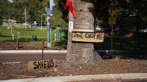 Fremantle locals have hung signs around two Norfolk pine trees that are at risk of being uprooted if a pedestrian crossing is built in the same area.