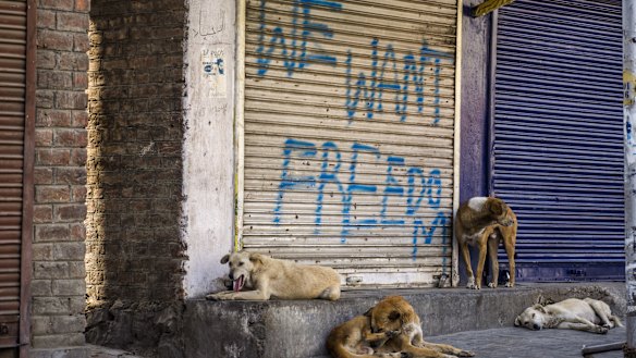 Stray dogs rest on the porch of a closed shop with graffiti written on it by Kashmiri Muslims in September.