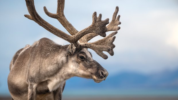 Facing a Trump tariff - a reindeer of Svalbard.