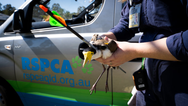 The female plover was captured by an RSPCA rescue officer and rushed to their wildlife hospital.