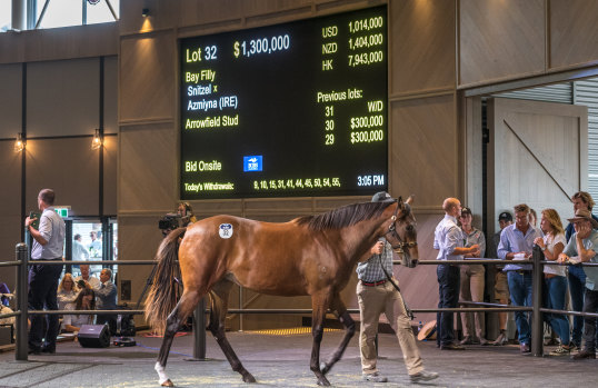 Popular pick: The Snitzel-Azmiyna filly that sold for $1.3m on Monday.