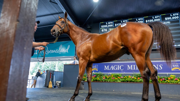 Coolmore’s I Am Invincible x Booker colt sold for $2.5 million at the Magic Millions sales on Friday.