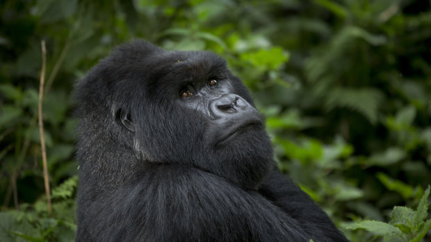 A male silverback gorilla from the family of mountain gorillas named Amahoro, which means peace, sits in the dense forest on the slopes of Mount Bisoke volcano in Volcanoes National Park. Rwanda.