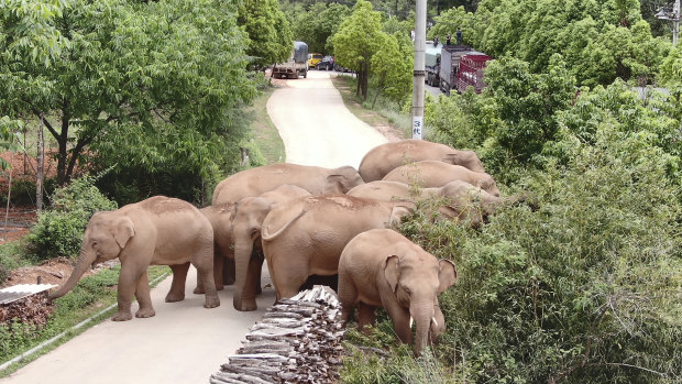 China’s wandering elephants have been harnessed in the service of the nation’s international image.