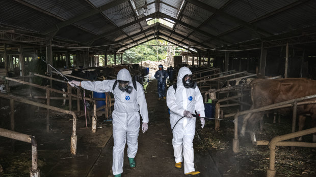 Officers spray disinfectant in a shed at a Yogyakarta cattle farm where foot and mouth has previously been detected.