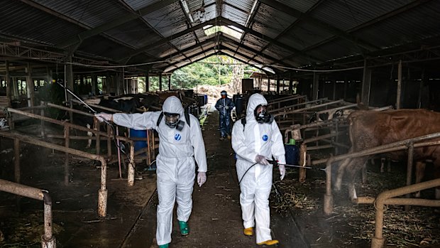 Officers spray disinfectant in a shed at a Yogyakarta cattle farm where foot and mouth has previously been detected.