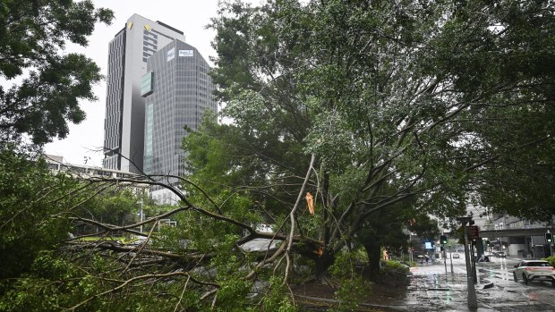 A large tree blocks the road in Brisbane’s CBD.